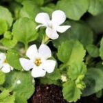 Unlocking the Power of Bacopa Monnieri